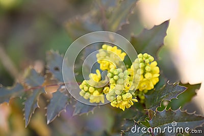 California barberry Mahonia pinnata with yellow flowers Stock Photo